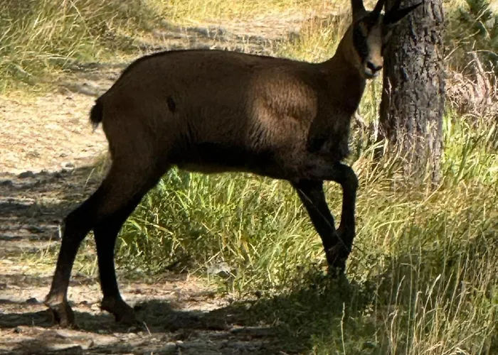 Apartmán Mountain Bliss Duplex - Fee *