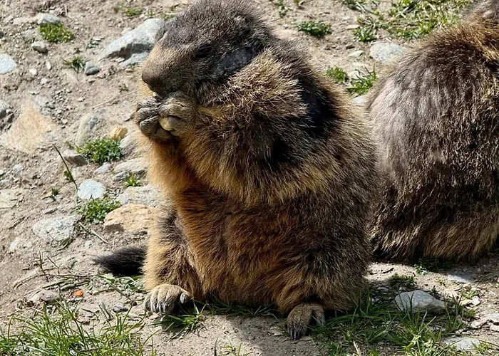 Mountain Bliss Duplex - Fee Апартаменты